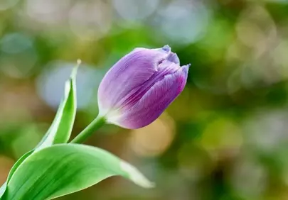 Vibrant Purple Tulip: Elegant Bloom in Spring Garden