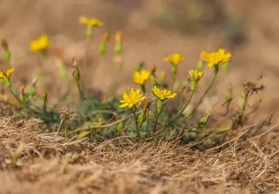 Vibrant Yellow Wildflowers Bloom in Dry Autumn Grass