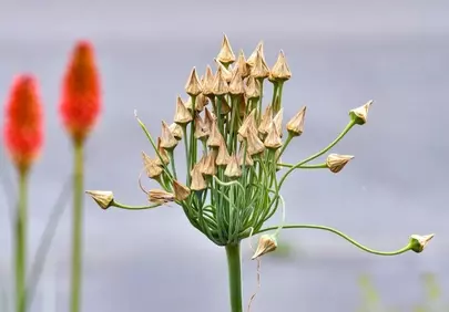 Stunning Allium Seeds: Nature's Intricate Beauty Captured in Detail