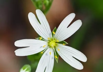 Stunning White Wildflower Macro: Perfect Spring Mobile Wallpaper