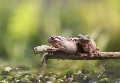 Charming Duo: Two Frogs Balancing on a Branch