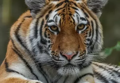 Majestic Gaze: Close-up of a Wild Tiger's Intense Stare