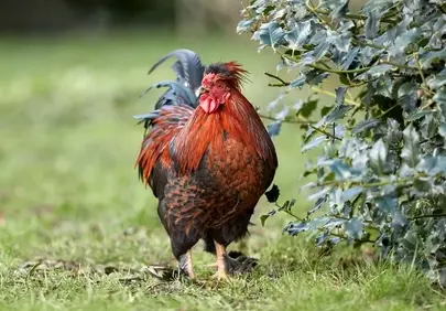 Vibrant Farm King: Majestic Rooster in Lush Greenery