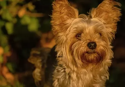 Charming Yorkshire Terrier in Golden Autumn Light