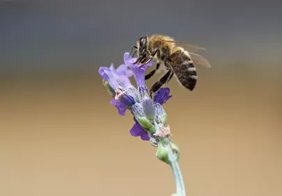 Vibrant Lavender Bee: Nature's Intricate Pollination Dance