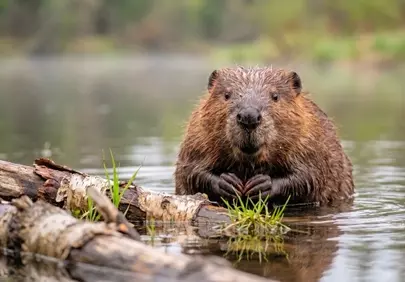 Enchanting Beaver: A Wild Encounter in its Natural Habitat