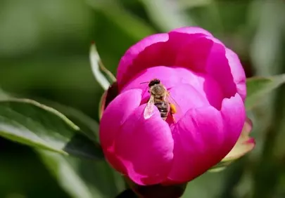 Vibrant Pink Peony: Bee's Springtime Delight