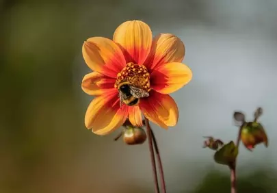 Vibrant Bee Pollinating Golden Hour Coreopsis
