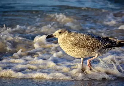 Majestic Seagull Striding Through Foaming Ocean Waves