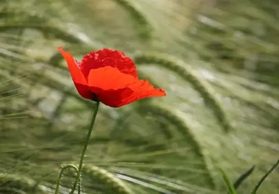 Vibrant Red Poppy in a Verdant Wheat Field