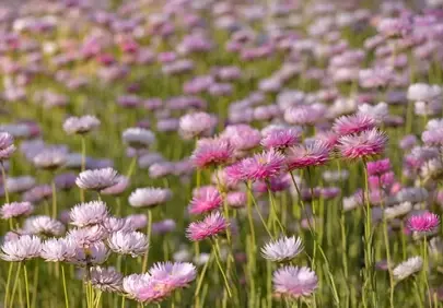 Vibrant Pink Daisy Meadow: A Summer Dream