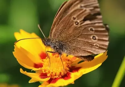 Stunning Macro: Ringlet Butterfly on Yellow Flower
