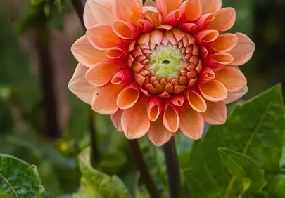 Vibrant Orange Dahlia: A Summer Blossom's Close-Up