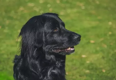 Stunning Black Dog Portrait: Charming Canine in Nature