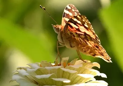 Vibrant Zinnia: Painted Lady Butterfly's Summer Garden Delight