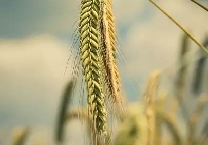 Golden Wheat Field: Nature's Bountiful Summer Harvest