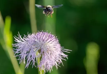 Vibrant Bee in Flight: Nectar Gathering on a Purple Wildflower