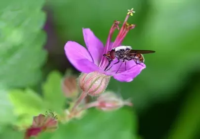 Vibrant Spring: Pollinating Bumblebee on Pink Geranium Macro