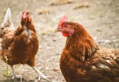 Vibrant Free-Range Hens Roaming the Farm
