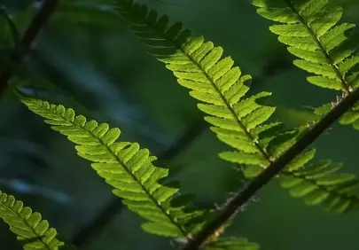 Vibrant Green Ferns: A Glimpse of Spring's Lushness