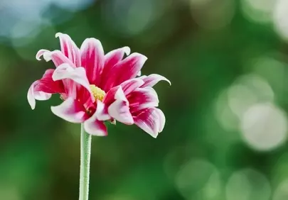 Vibrant Dahlia Bloom: Nature's Petal Perfection