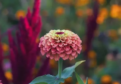 Vibrant Zinnia Bloom: Autumn Garden Jewel