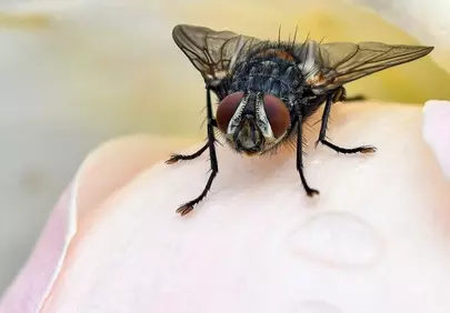 Stunning Macro: Fly on Dewy Pink Petal