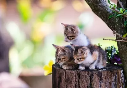 Adorable Tabby Kittens Exploring a Sunny Garden Stump