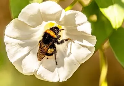 Buzzing Beauty: Bumblebee's Spring Floral Dance