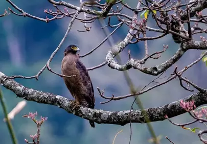 Majestic Eagle Perched: A Glimpse of Wild Nature