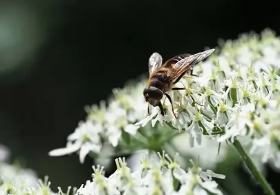 Stunning Hoverfly Macro: Summer's Delicate Blossom Visitor