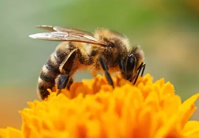 Vibrant Macro: Honey Bee on Golden Marigold Bloom