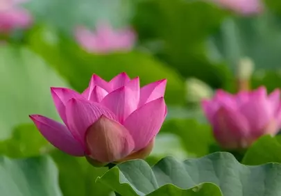 Vibrant Pink Lotus Bloom: Serene Pond Beauty