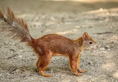 Charming Squirrel Captured in Mid-Stride on a Forest Path