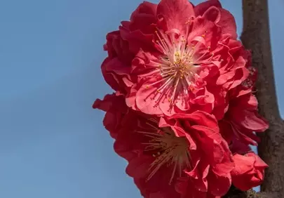 Vibrant Peach Blossoms Against a Clear Blue Sky