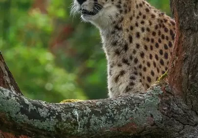 Majestic Cheetah Perched: A Hunter's Watch