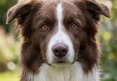 Stunning Chocolate Border Collie Portrait for Your Screen