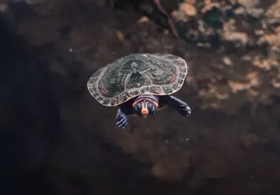 Enigmatic Aquatic Wonder: Curious Turtle in Nature's Depths