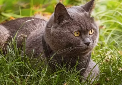 Enchanting British Shorthair: Golden Eyes Amidst Lush Greenery