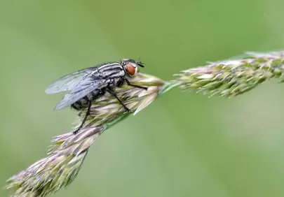 Intricate Macro: Fly Perched on a Grassy Blade