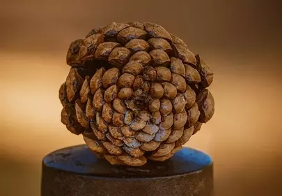 Rustic Autumn Pinecone Macro: Nature's Intricate Beauty