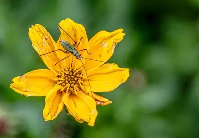 Vibrant Macro: Grasshopper Rests on Golden Bloom
