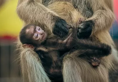 Tender Embrace: Baby Monkey Cuddled in Maternal Warmth