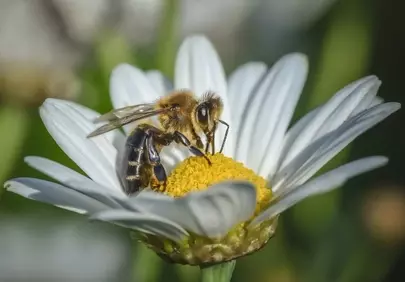 Vibrant Macro: Busy Bee Pollinating a Daisy in Sunny Spring Garden