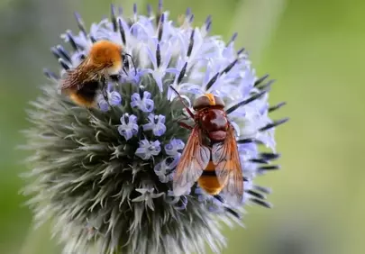 Vibrant Thistle Bloom: Bumblebee and Hoverfly in Harmony