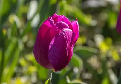 Vibrant Purple Tulip Blooming in a Sunny Spring Garden