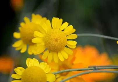 Vibrant Yellow Dyer's Chamomile: Summer Garden Bloom