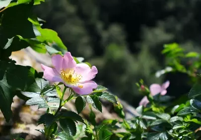 Vibrant Pink Dog Rose in Natural Forest Setting