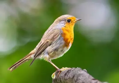 Captivating European Robin Perched on Branch