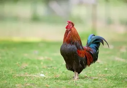 Vibrant Farm King: Majestic Rooster on Green Grass